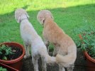 Sadie and Penelope_Smaller.jpg