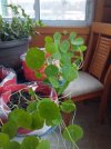 IMG_20220409_085809620 NASTURTIUMS HARDENING OFF 650 MED.jpg