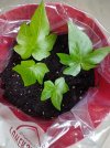 IMG_20220408_084415943 ENGLISH IVY POTTED 650 MED.jpg