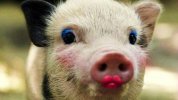 Pretty Pig.jpg