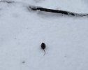 mouse.free.jpg