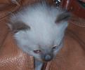kat2.gif