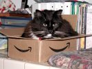 110205-02 - Rocky Boxed - Internet.jpg