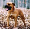 BoerBoel1.jpg