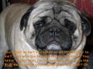 depressedpug1.jpg