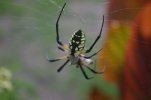 garden friend 001.jpg