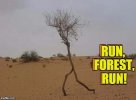 Run Forest RUN.jpg