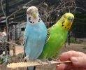 Budgie.jpeg