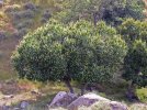 Aesculus_californica-pl.jpg
