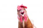 Surprised Chickjen.jpg