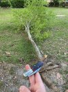 IMG_9559.jpeg