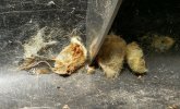 Scraping cocoons out of a feed bowl.jpg