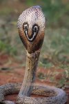 Spectacled Cobra 0.jpg