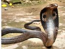 Spectacled Cobra 1.jpg