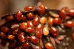 red_mites_med.jpg