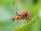 black-scavenger-fly-1.jpg