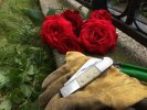 Charlois_roses.jpg