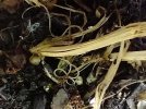 IMG_20220602_080615312 MYSTERY WORM  650 MED.jpg