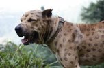 bully-kutta-india.jpg