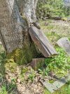 Tree-vs-tombstone.jpg