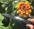 14TC_Ebene-Zinnia.jpg