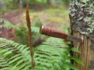 Puukko-with-cinamon-fern.jpg