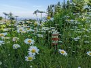 OP-daisies-.jpg
