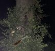 treed.coons.jpg