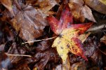 A858B866-4CD5-4D3F-B1DB-954C26FC9662_1_201_a.jpeg