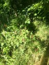 D29814B6-0FD4-4477-88D0-00ECD9425BB7.jpeg