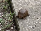 Turtle 7-6-22.JPG