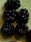 Blackberry.JPG