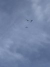 0871FF7E-10EB-455B-A434-8F29264E8424.jpeg