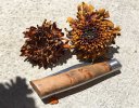 Alpin_Zinnias.jpg