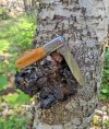 Remington-Barlow-on-Chaga.jpg