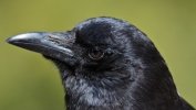 Crow.jpg