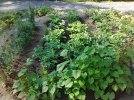 IMG_20220715_091312958 POTATOES BEANS PEAS 650 MED.jpg