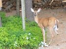 IMG_20220716_063250762 DEER 650 MED.jpg