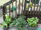 IMG_20220715_085325860 PORCH TOMATO BEAN ZINNIA 650 MED.jpg