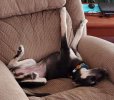 upsidedown napping.jpg