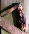 897uh.dean.mark.Vstand.wisteria.jpg