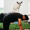 goat-yoga-3.jpeg