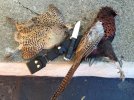 pheasant.jpg