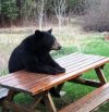 BearatTable.jpg