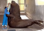 animal-size-comparison-40.jpg