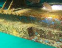 BOX FISH small.jpg
