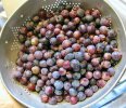 grapes.rinsed.8522.jpeg