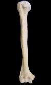 real_bone_humerus_anterior_r.jpg