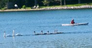 swans.kayak.jpeg