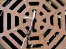 4fish.drain.holub.far.jpeg